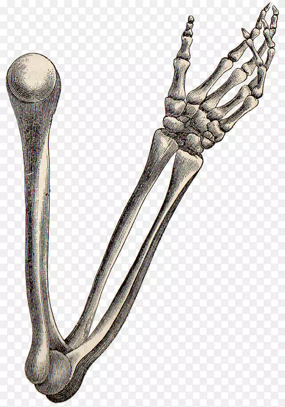 人体骨骼臂骨解剖-手臂