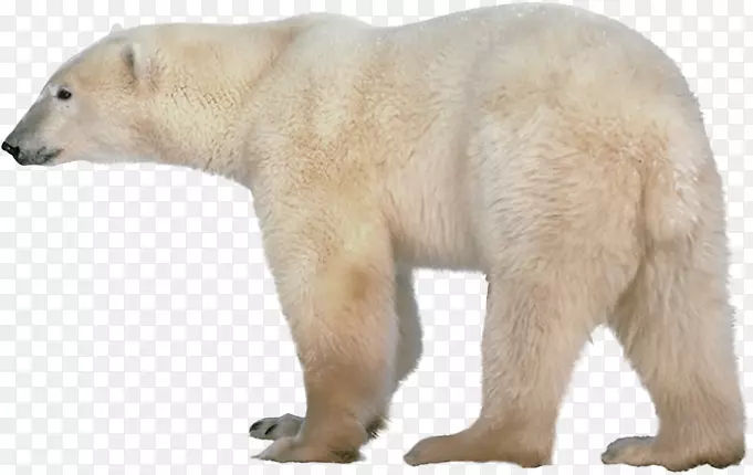 北极熊png图片剪辑艺术透明度.北极熊