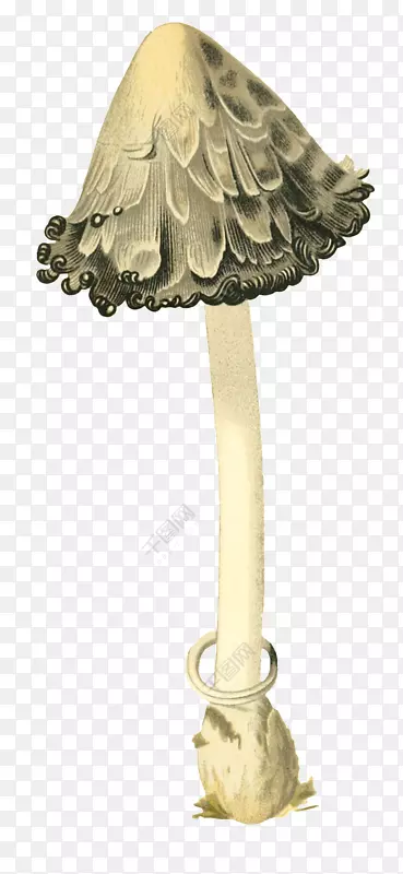 免费蘑菇图片-野生蘑菇