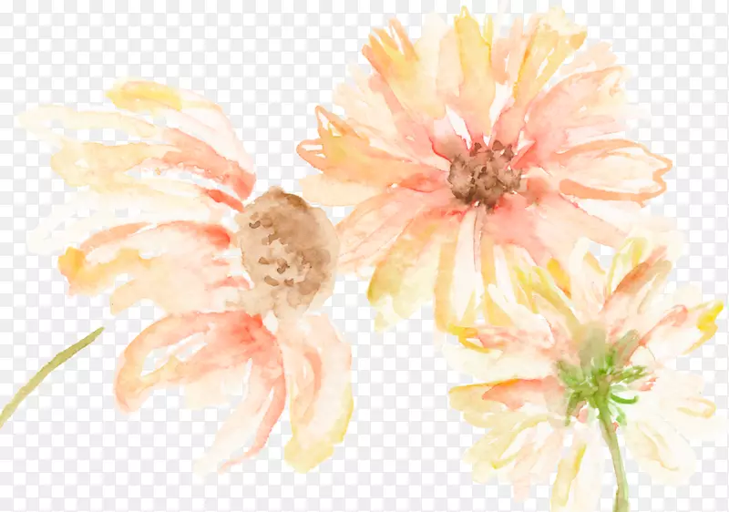 花卉设计：菊花，兰花，雏菊，静物摄影，切花，菊花