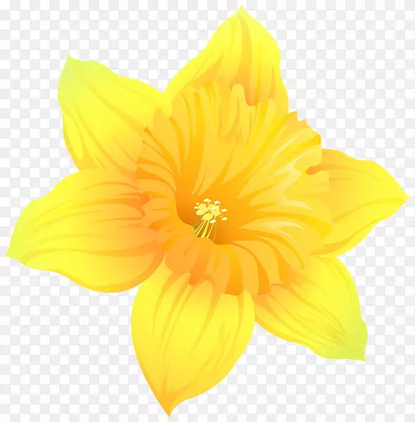 水仙花png图片剪辑艺术图像摄影透明水仙花