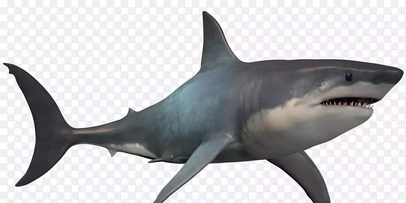 大白鲨巨无霸png图片图像鲨鱼