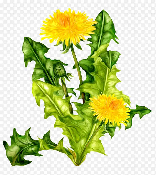 png图片剪辑艺术花卉图像计算机图标.花