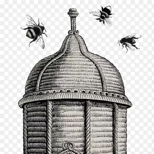西方蜜蜂蜂巢养蜂后