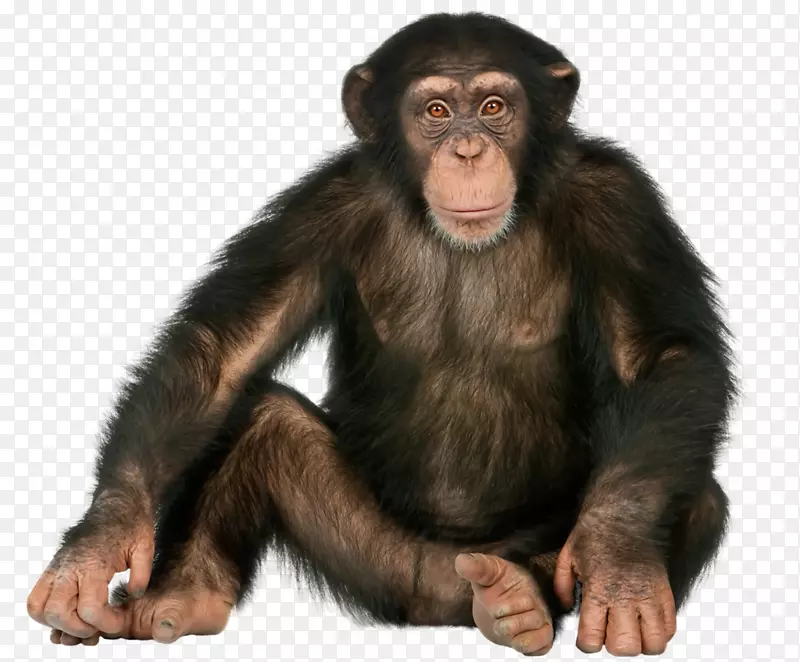 png图片大猩猩类人猿图片-大猩猩