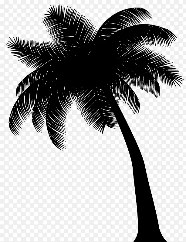 亚洲棕榈黑白棕榈剪影照片