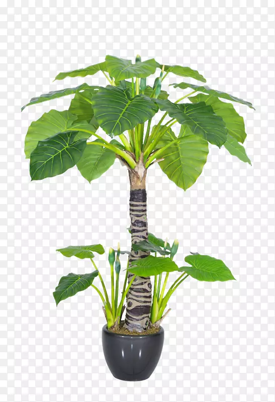花盆植物，室内植物，新几内亚盾盆景-阔叶图标