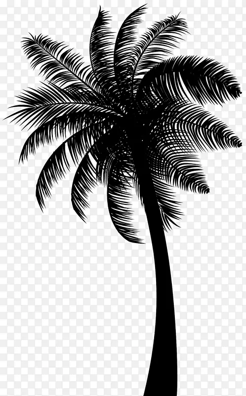 亚洲帕尔米拉棕榈椰子黑白分明棕榈树
