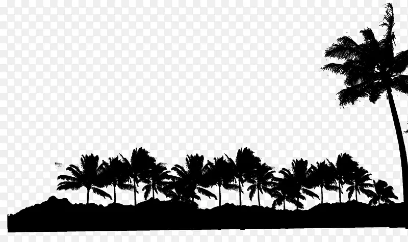 亚洲棕榈黑白棕榈叶桌面壁纸