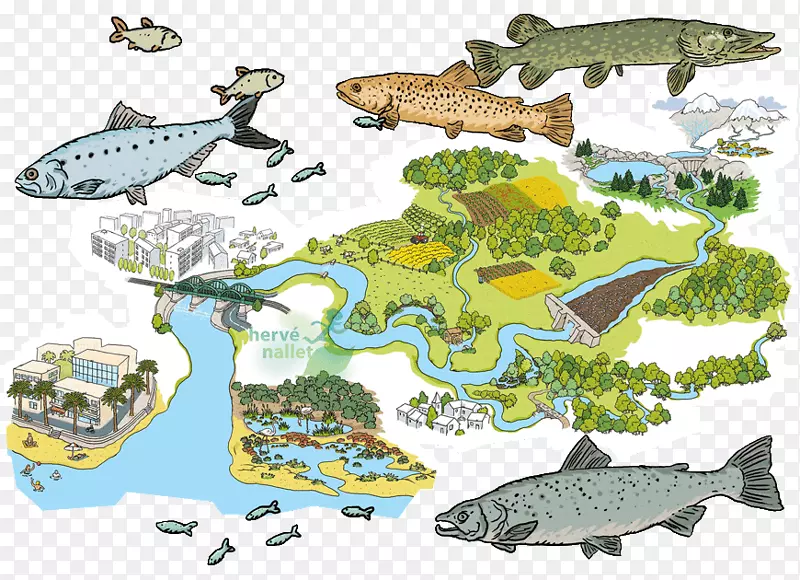 海洋生物生态系统动物海洋插图
