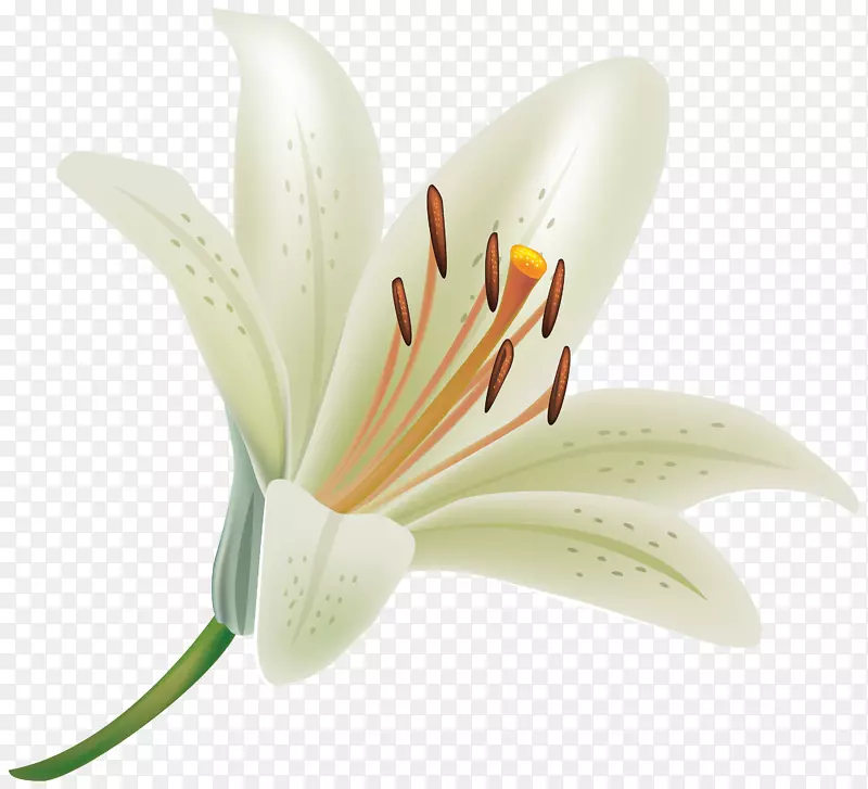 麦当娜百合剪贴画png图片复活节百合透明度-白花PNG