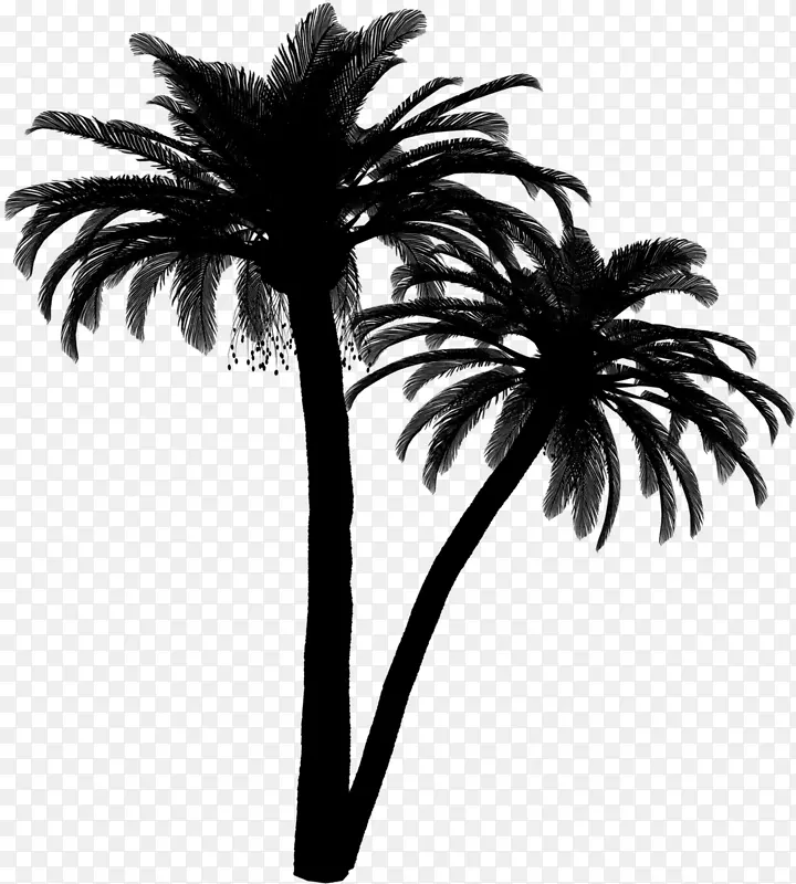 棕榈树黑白枣棕榈