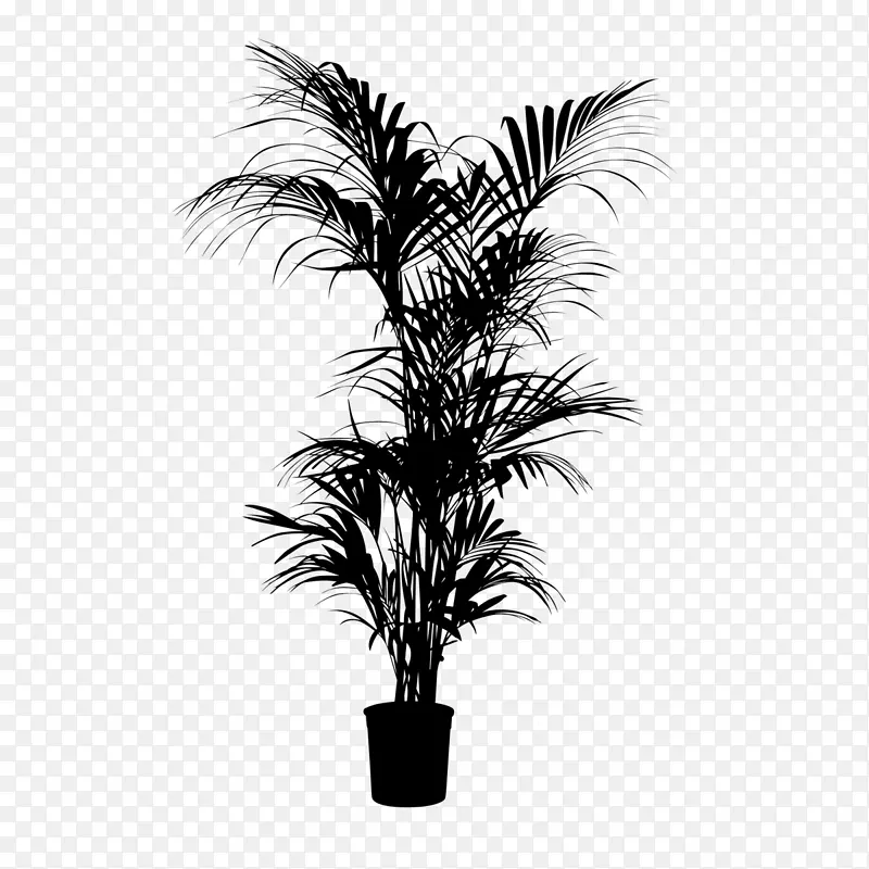 亚洲棕榈黑白棕榈树枣棕榈