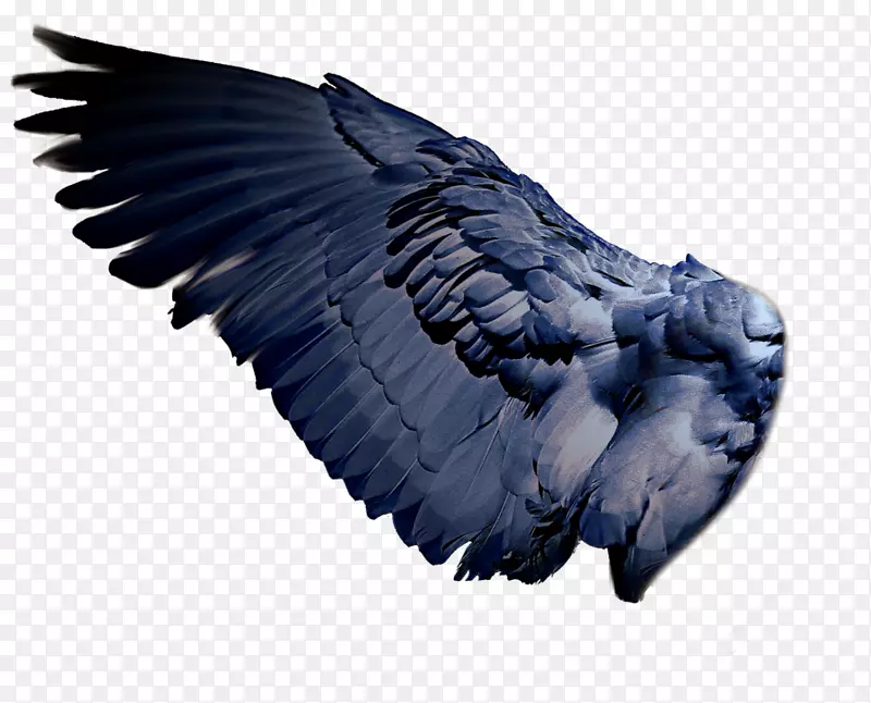鸟类png图片剪辑艺术鹦鹉天使翅膀鸟