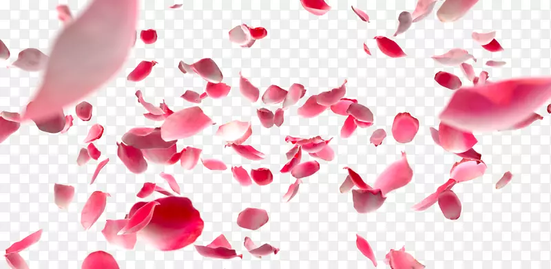 png图片花瓣保存玫瑰浏览背景