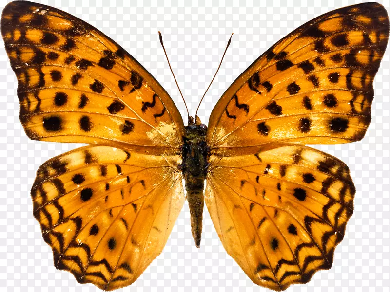 蝴蝶储存.xchng图像剪辑艺术png图片.蝴蝶