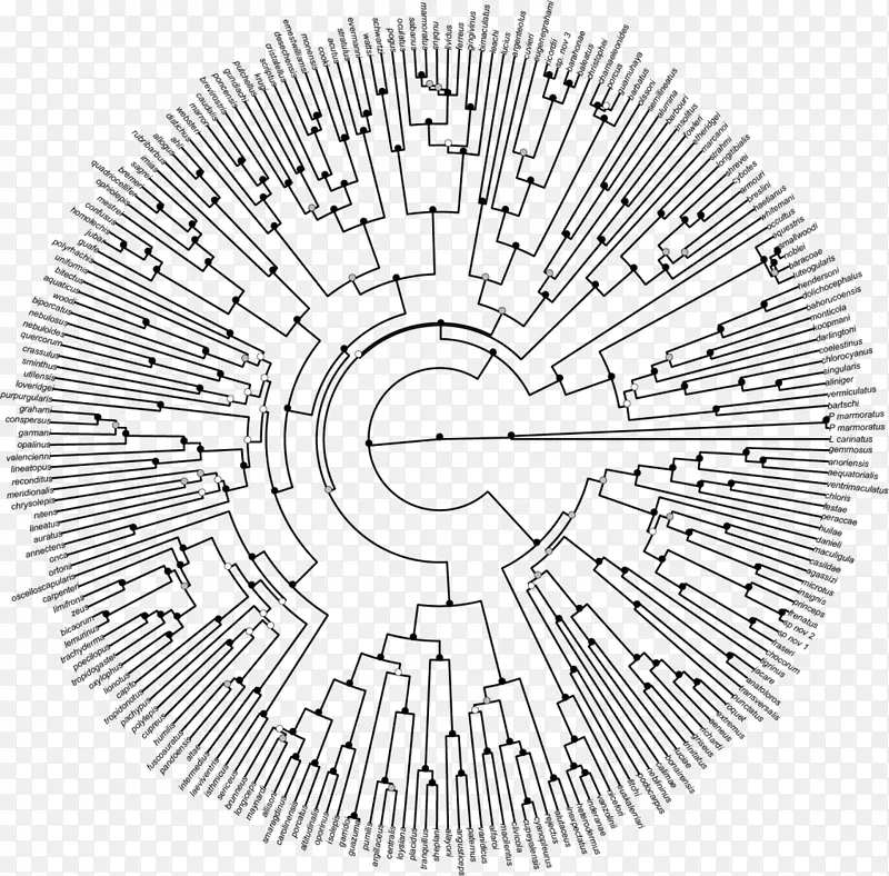 系统发育树系统发育类群图进化-系统发育树