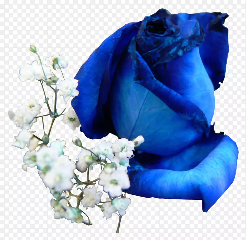 蓝玫瑰花设计-玫瑰