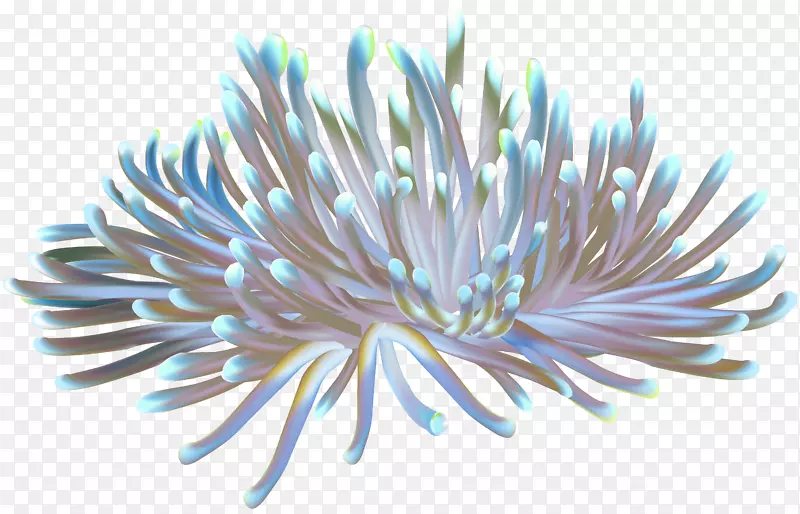 剪贴画珊瑚礁海葵-海