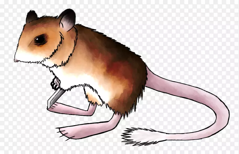 沙鼠、仓鼠、休眠鼠、棕色鼠、啮齿动物-小鼠