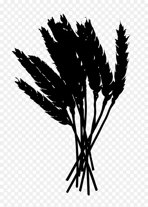 棕榈树黑白米植物茎叶枝