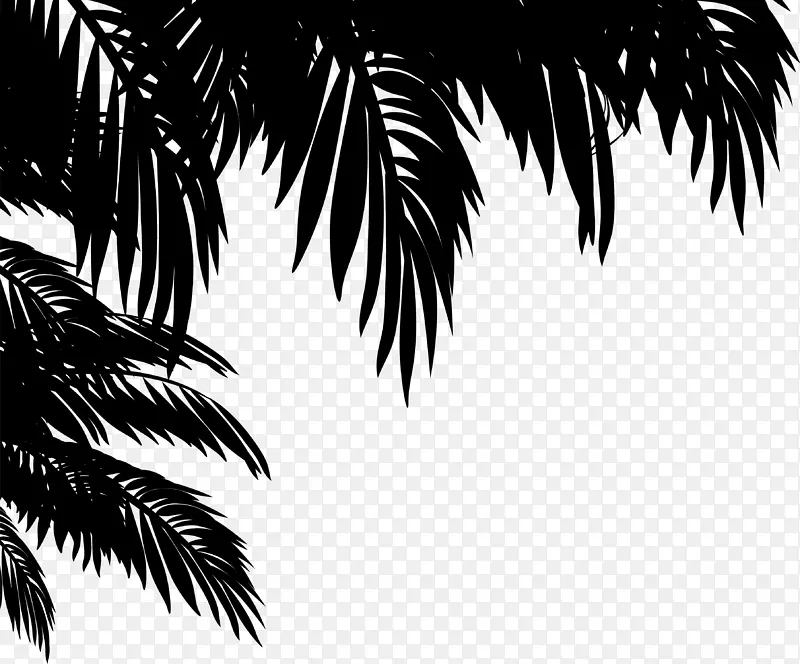 亚洲帕尔米拉棕榈树黑白桌面壁纸叶
