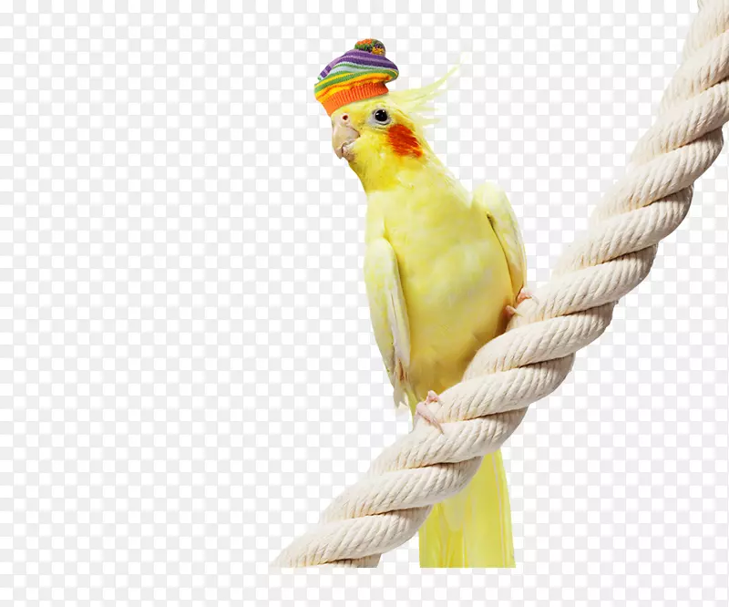 鹦鹉砧木摄影鹦鹉鸟鹦鹉