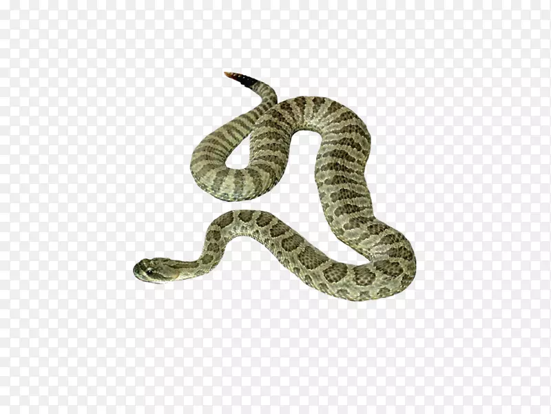 蛇、爬行动物和两栖类毒蛇png图片.蛇的透明度和半透明性