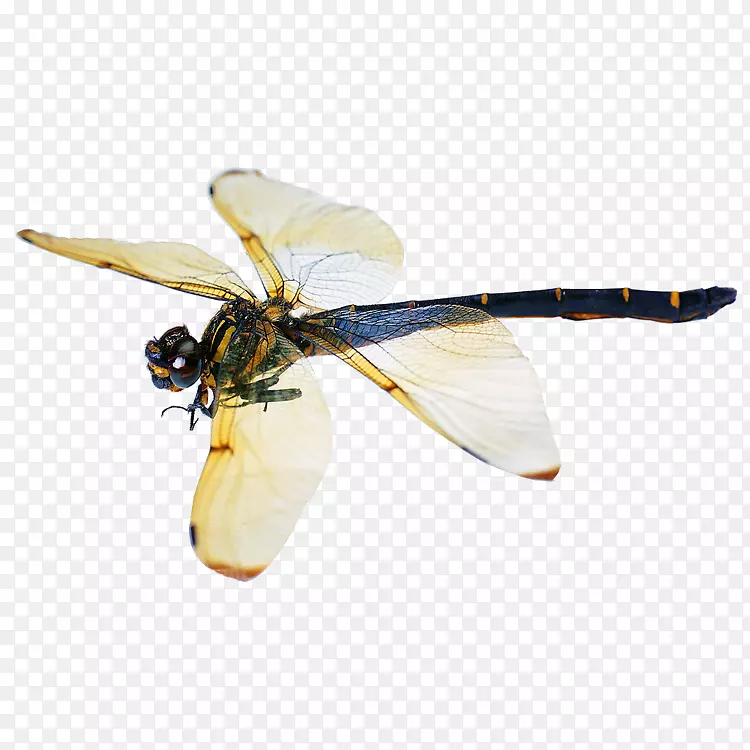 蜻蜓蝶甲虫图片