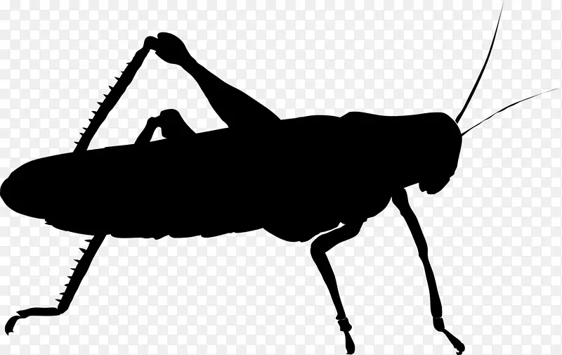 昆虫种群摄影蟋蟀插图