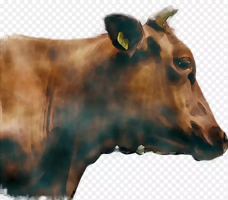 美泽·阿卡德米沙拉，乳牛，小牛，皇家小牛