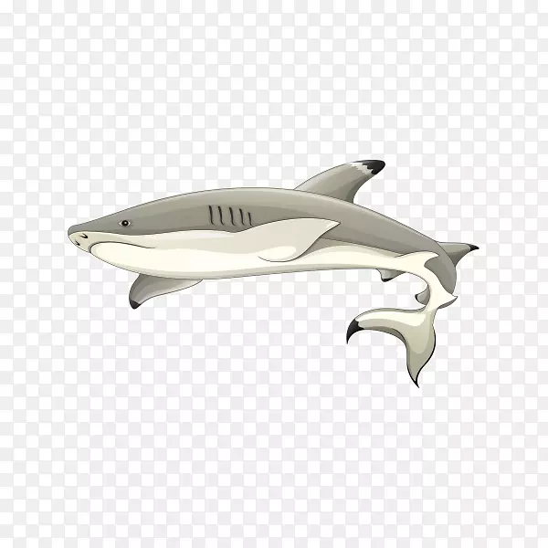 黑头礁鲨黑头鲨加勒比礁鲨画-鲨鱼
