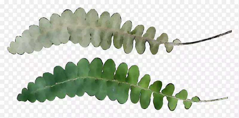 叶植物茎植物