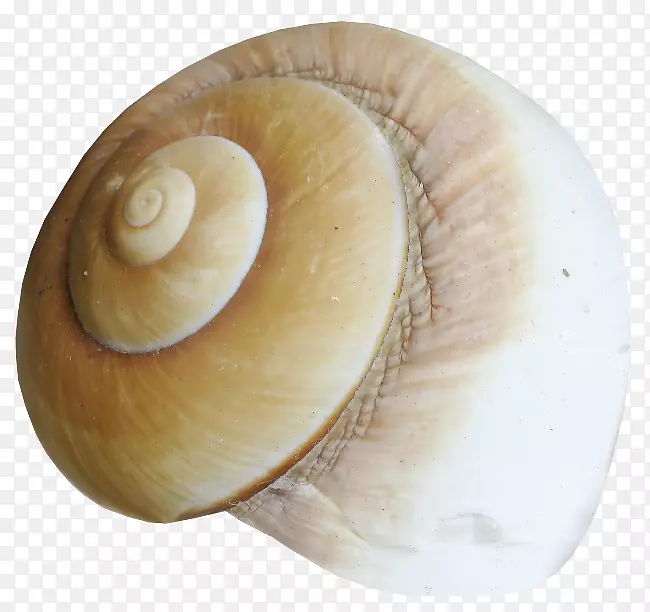 海螺概念学海螺腹足类-蜗牛