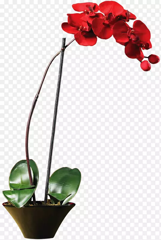 兰花蝴蝶兰cornu-Cervi近乎自然。花瓶植物.花瓶