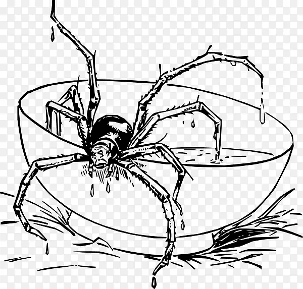 寡妇蜘蛛八条腿昆虫节肢动物