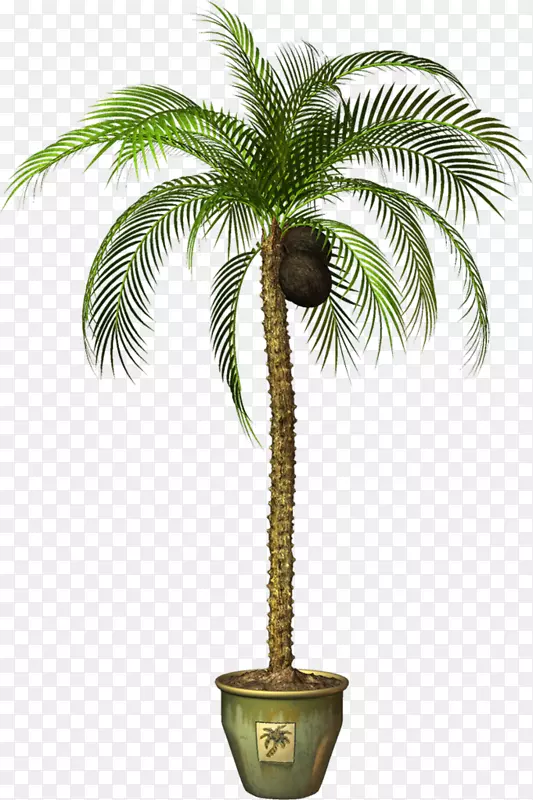 亚洲帕尔米拉棕榈花盆剪贴画png图片图像-植物