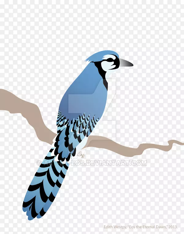 蓝鸟插图鸟喙羽毛杜鹃-蓝知更鸟