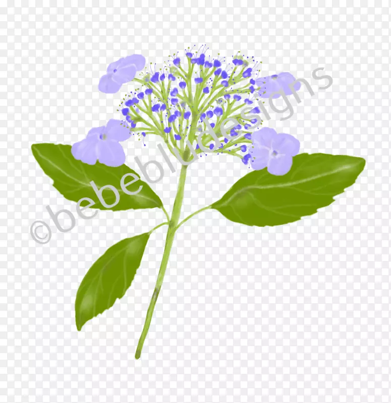 绣球草本植物茎植物-蓝知更鸟海报