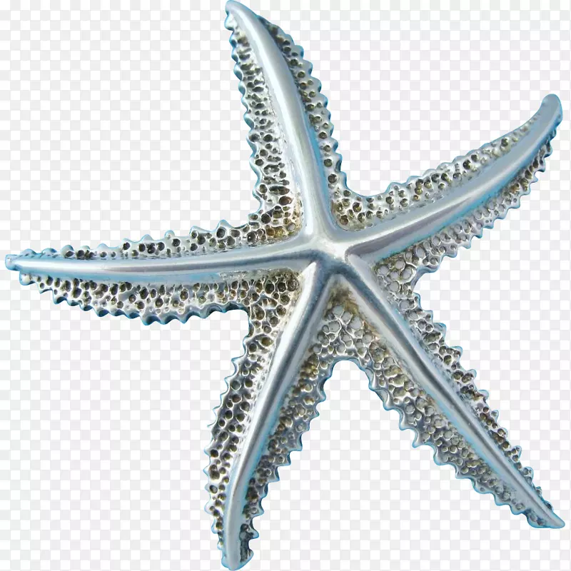 海星棘皮动物-海星