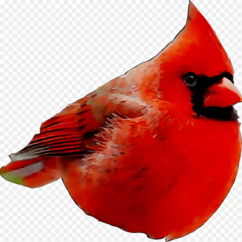 喙羽红