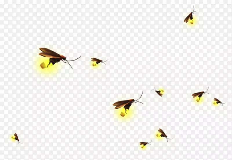 剪贴画png图片萤火虫图像昆虫飞行萤火虫