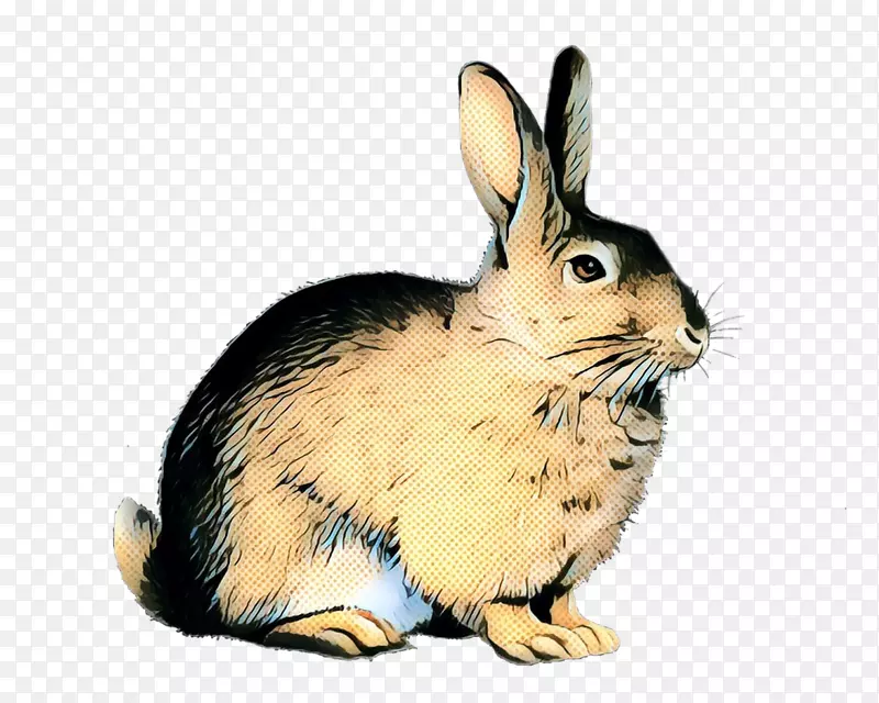 国内兔欧洲兔棉尾兔