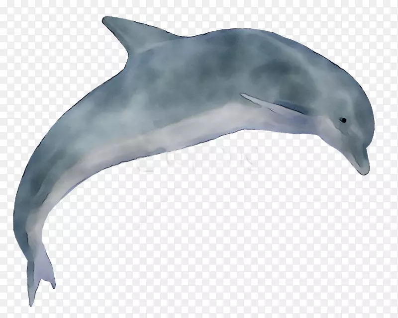 png图片剪辑艺术海豚图像计算机图标