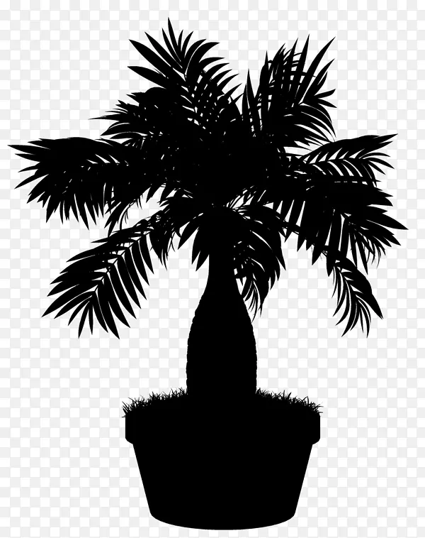 亚洲帕尔米拉棕榈树花盆枣棕榈轮廓