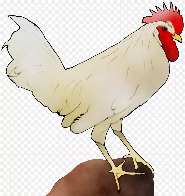 鸡夹艺术png图片图像