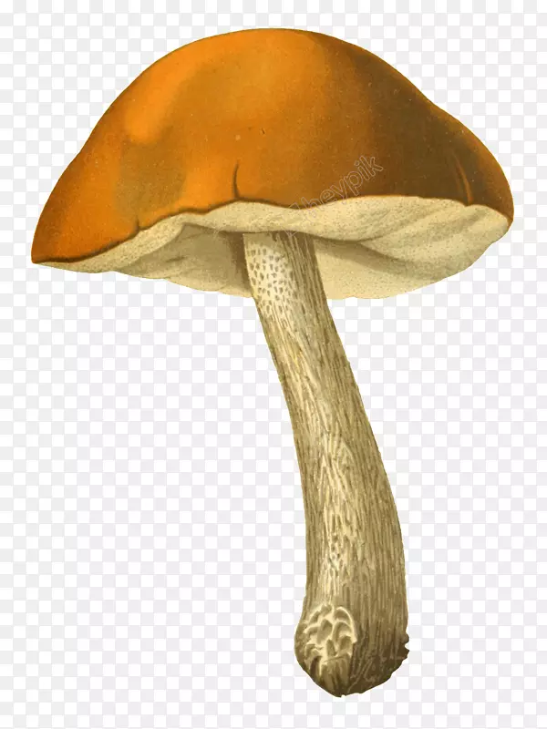 食用菌png网络图真菌绘图.蘑菇