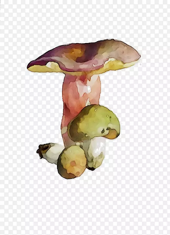 蘑菇生物