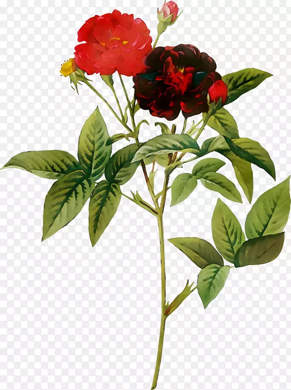 乔伊克斯德加美勒，卷曲，玫瑰，植物插图，绘画