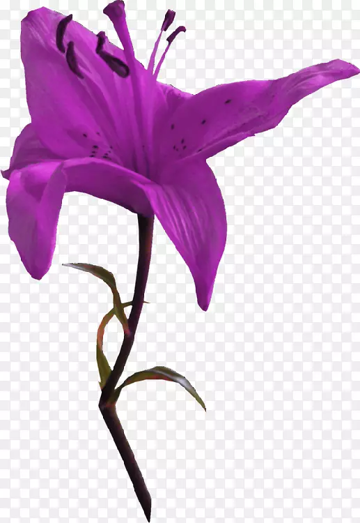 png图片花卉图像紫色紫罗兰丝